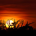 Branches
