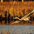 Golden Wings